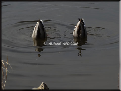 DANSE DES CANARDS - inumaginfo.com