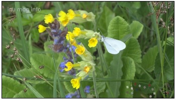 La fête de la Nature - inumaginfo.com